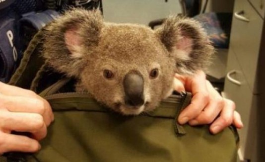 Koala