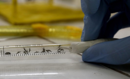 Mosquitos, zika