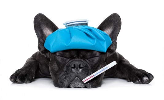 Perro enfermo, mascotas
