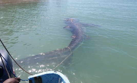 Tiburón en Combate