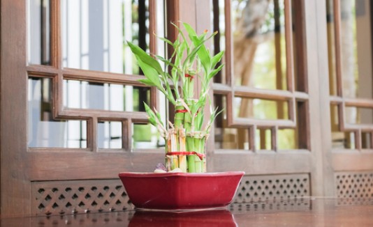 Bamboo, planta