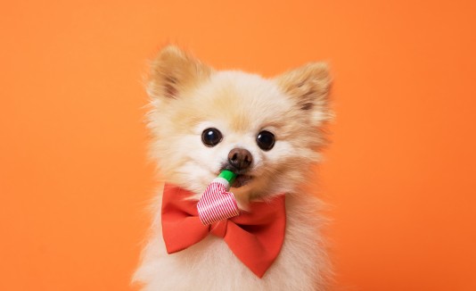Perro