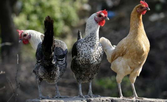 Gallinas
