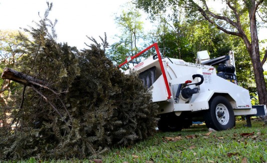Reciclaje árboles de navidad