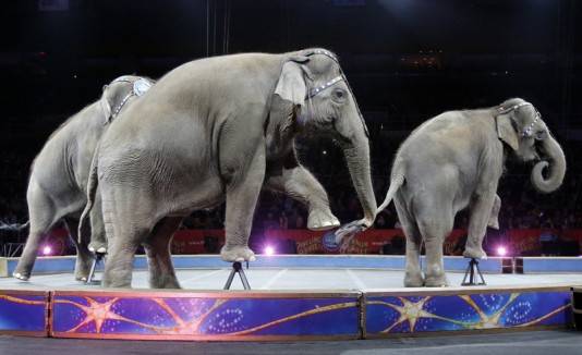 Circo Ringling Bros, elefantes