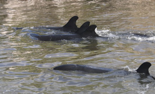 Orcas muertas en Florida