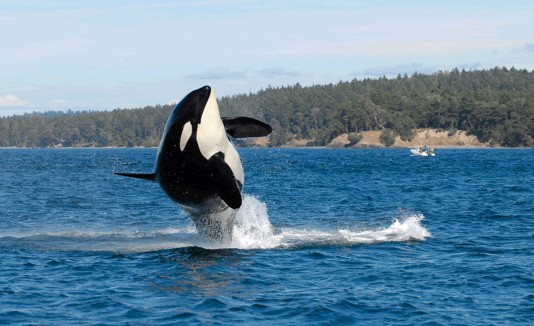Ballena