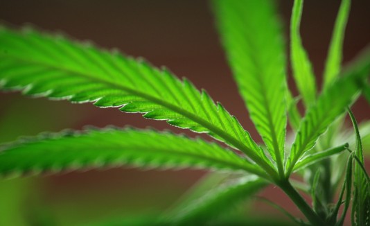 Marihuana