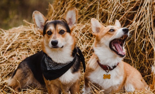 Perros