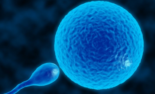 Fertilización in vitro