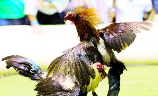 Gallos de pelea