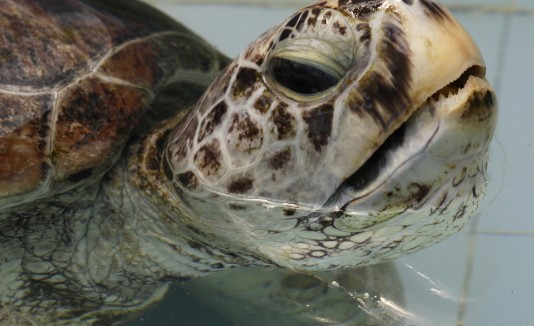 Tortuga Bank