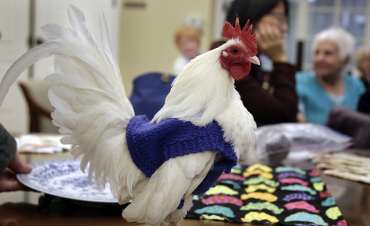 Gallo con sueter
