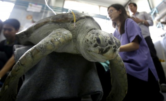 Tortuga encontrada con 915 monedas en el estómago