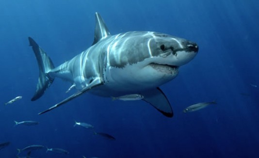 Tiburón