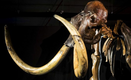 Esqueleto de un mamut