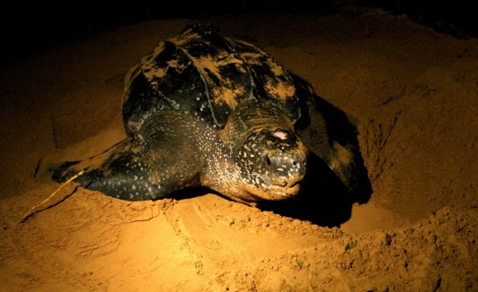 Anidación de tortugas