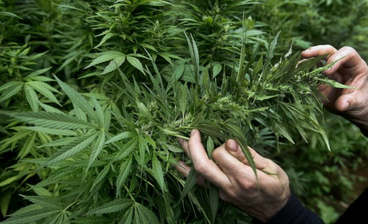 Marihuana
