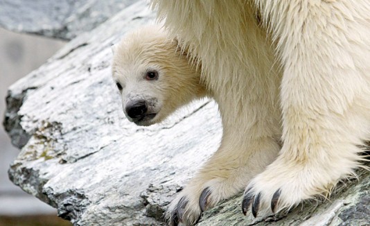 Oso polar