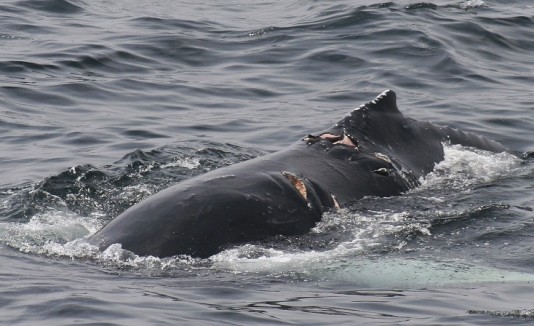 Ballenas