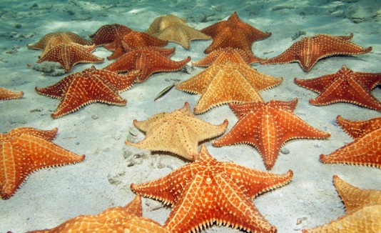 Estrellas de mar