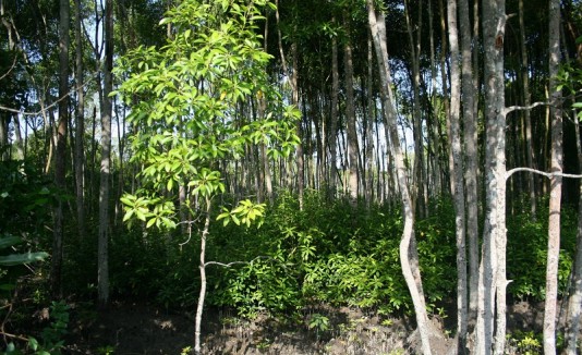 Plantas