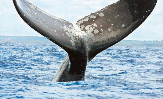 Ballena jorobada
