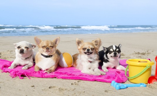 Perros en la playa