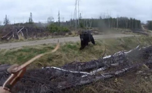 Oso ataca a cazador