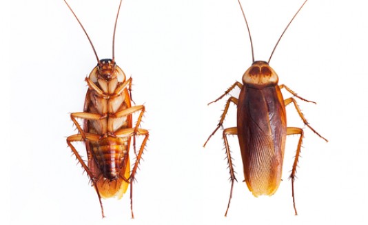 Cucaracha