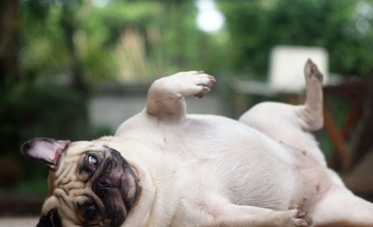 Bulldog