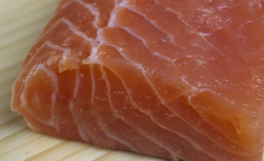 Salmon