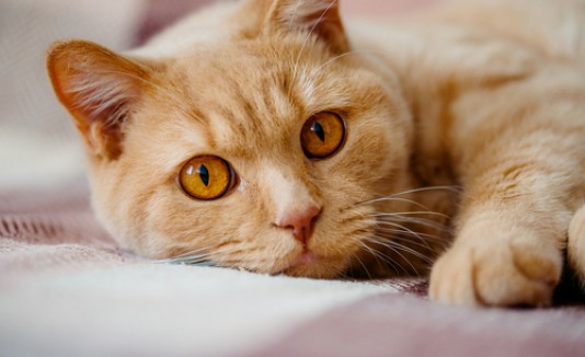 Gato