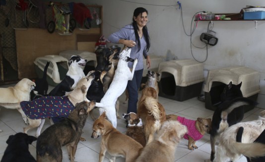Mujer crea hogar para 70 perros abandonados en Perú