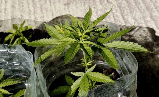 Marihuana