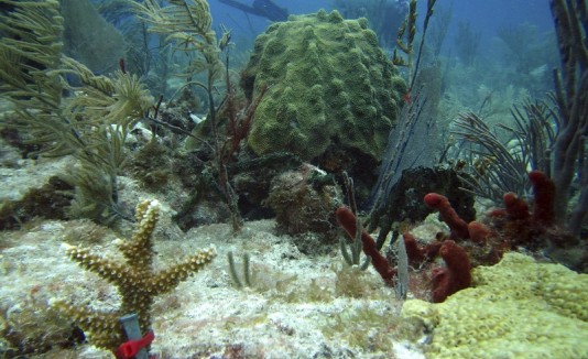 Coral
