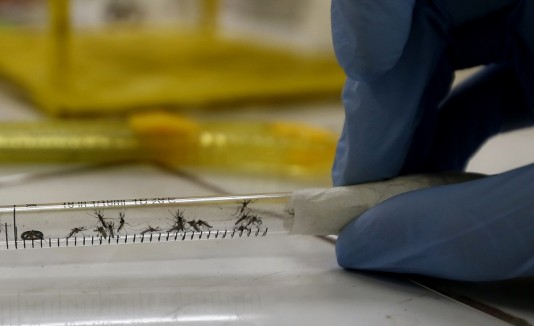 Zika