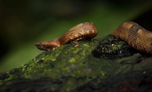 Serpiente