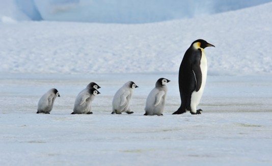 Pingüinos