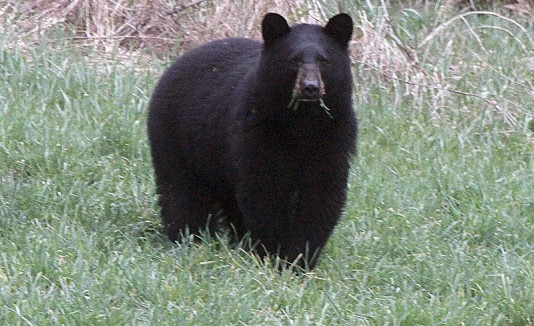 Oso
