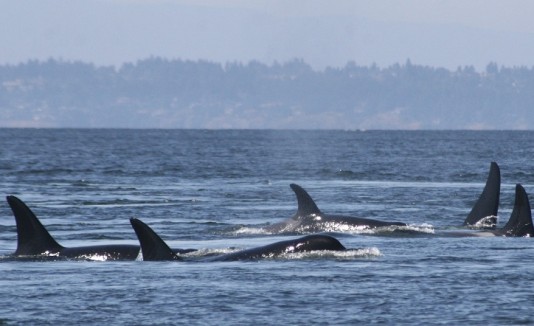 Orcas