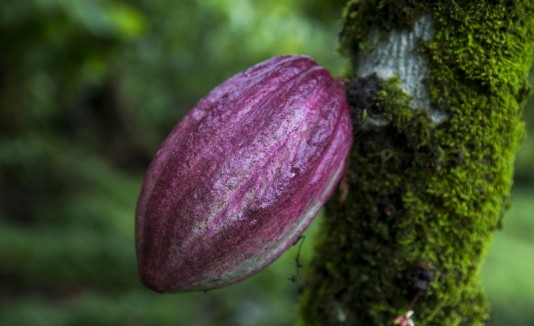 Cacao