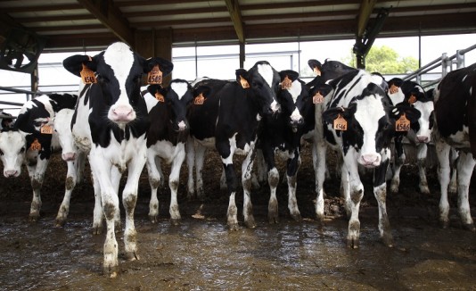 vacas
