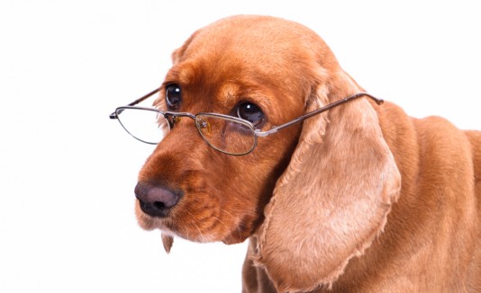 Perro