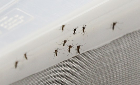 Mosquito Aedes aegypti