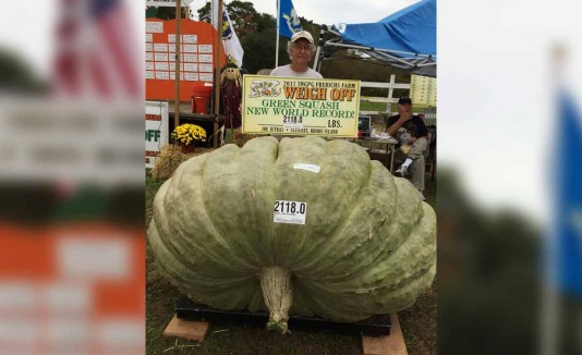 calabacín gigante