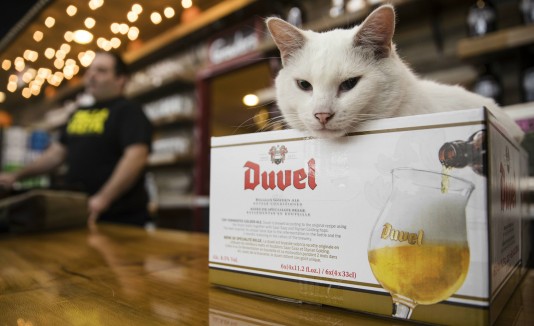 Gato huraño