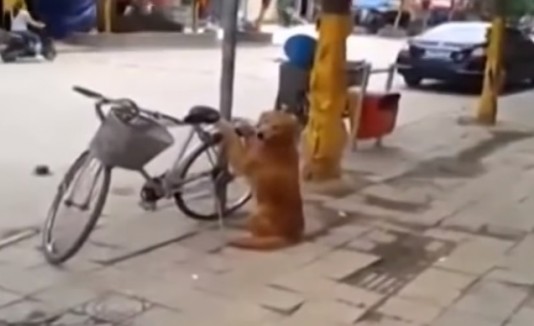 Perro cuida la bicicleta de su amo