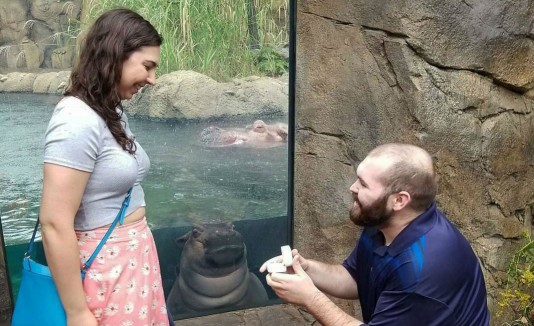 Hipopótamo es testigo de propuesta de amor