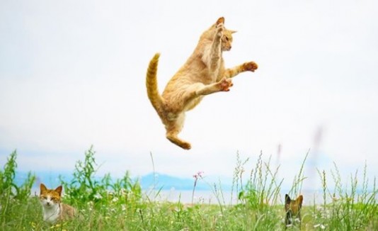 Gato Ninja